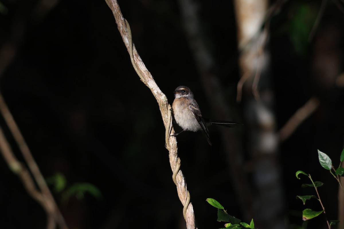 Gray Fantail - ML646033012