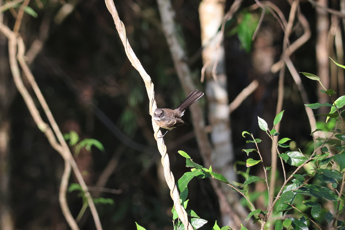 Gray Fantail - ML646033013