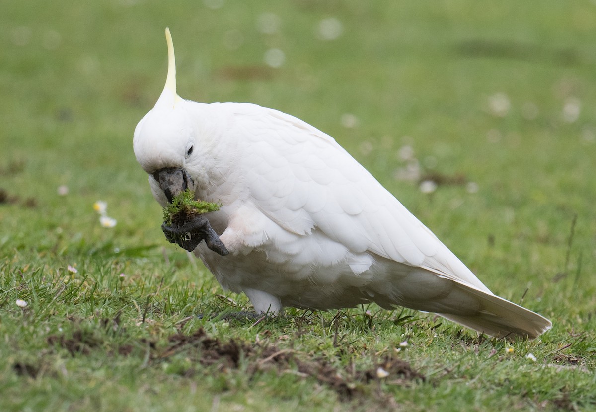 Sulphur-crested Cockatoo - ML646033014