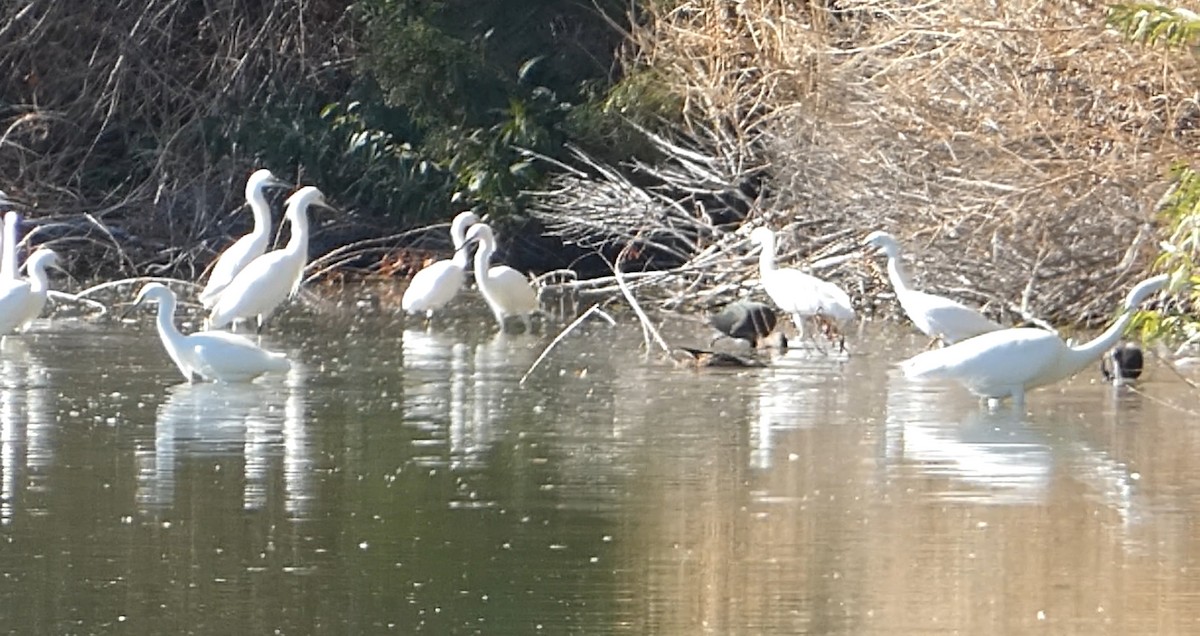 Snowy Egret - ML646033015