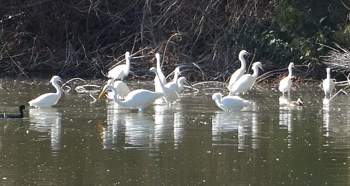 Snowy Egret - ML646033016
