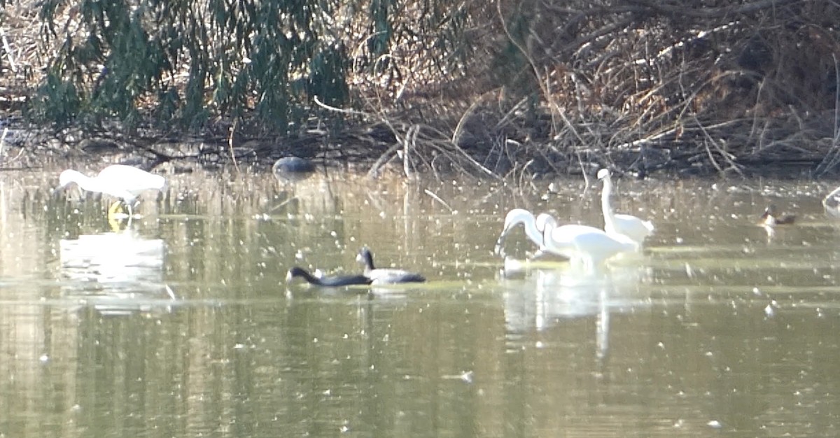 Snowy Egret - ML646033017