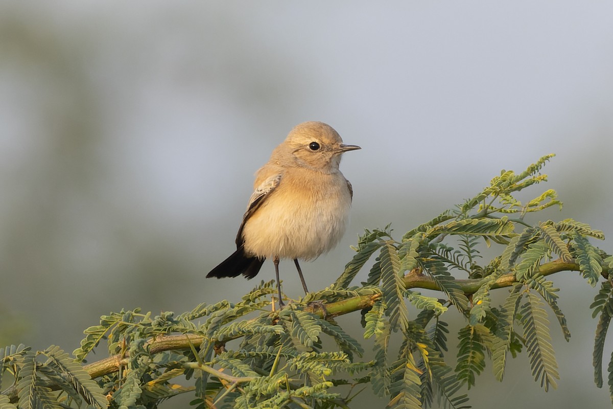 Desert Wheatear - ML646033018