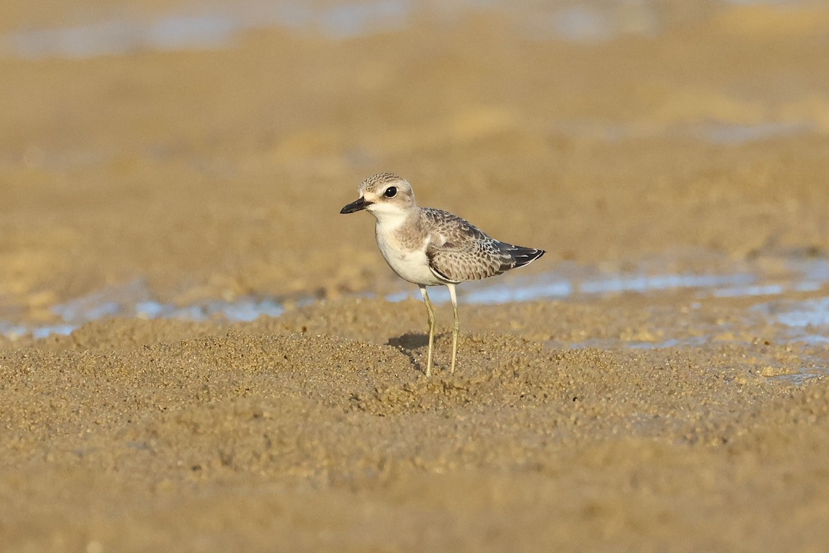 Chorlitejo Mongol - ML646033021