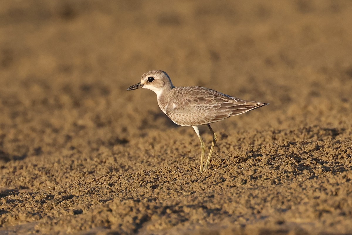 Chorlitejo Mongol - ML646033025