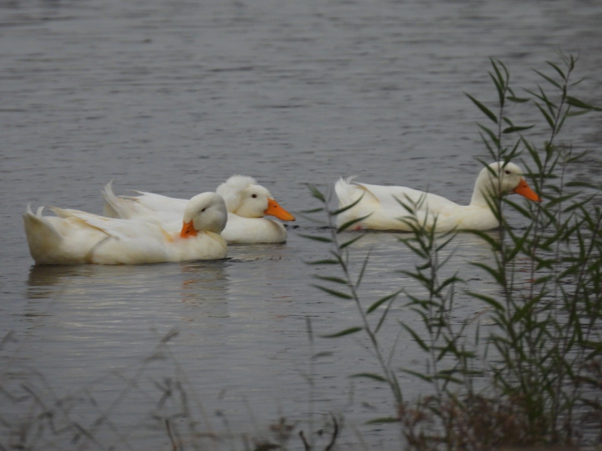 Ánade Azulón (variedad doméstica) - ML646033026