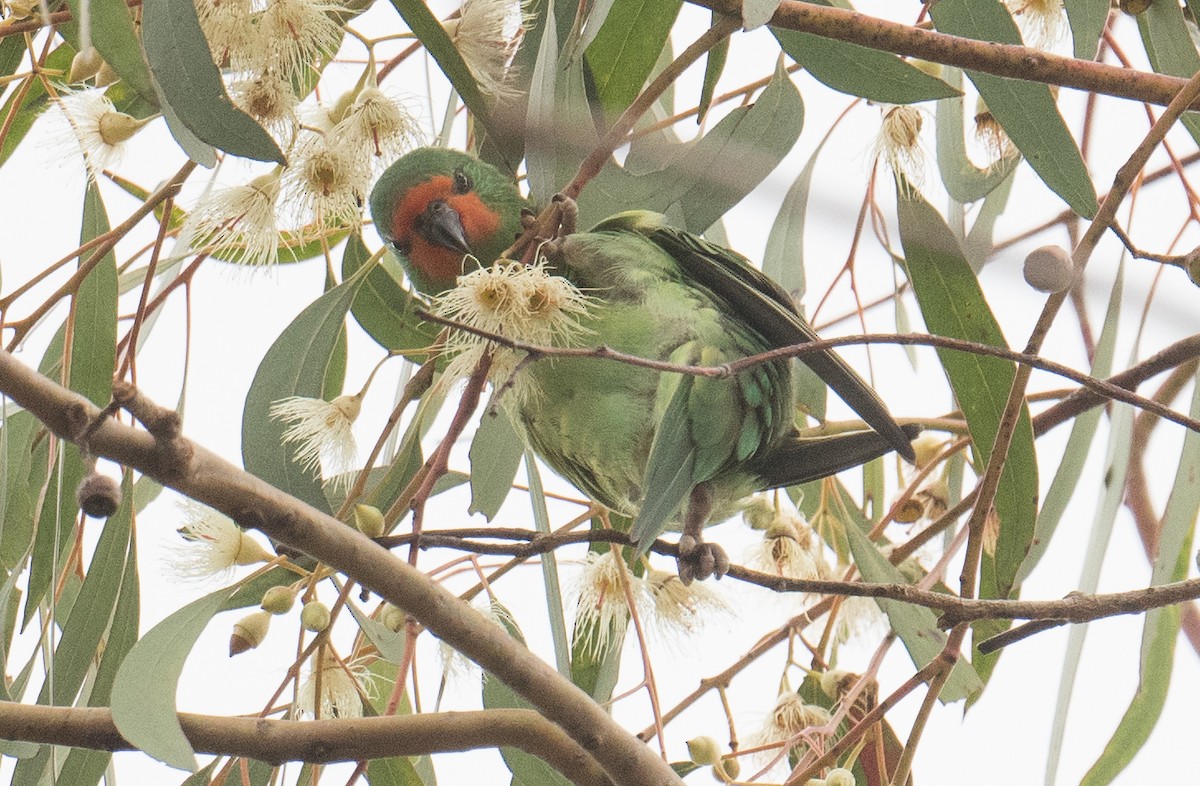 Lori Carirrojo - ML646033027