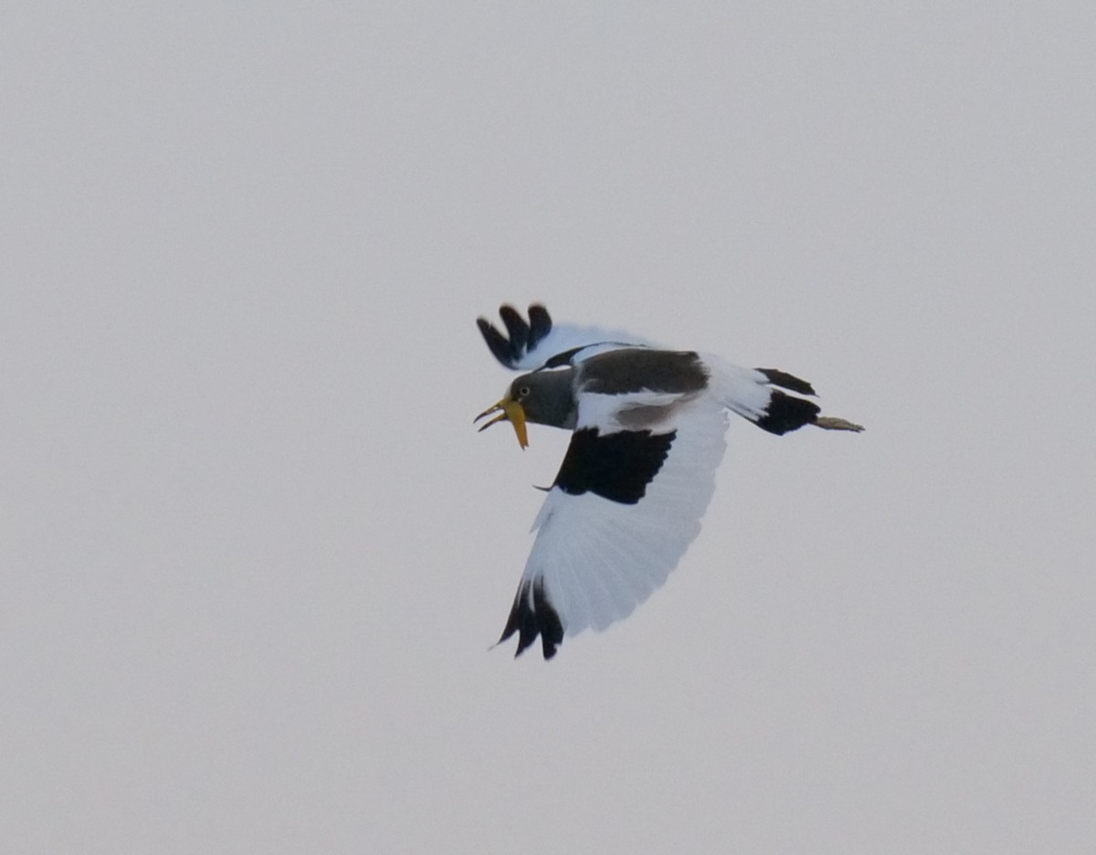 Avefría Coroniblanca - ML646033029