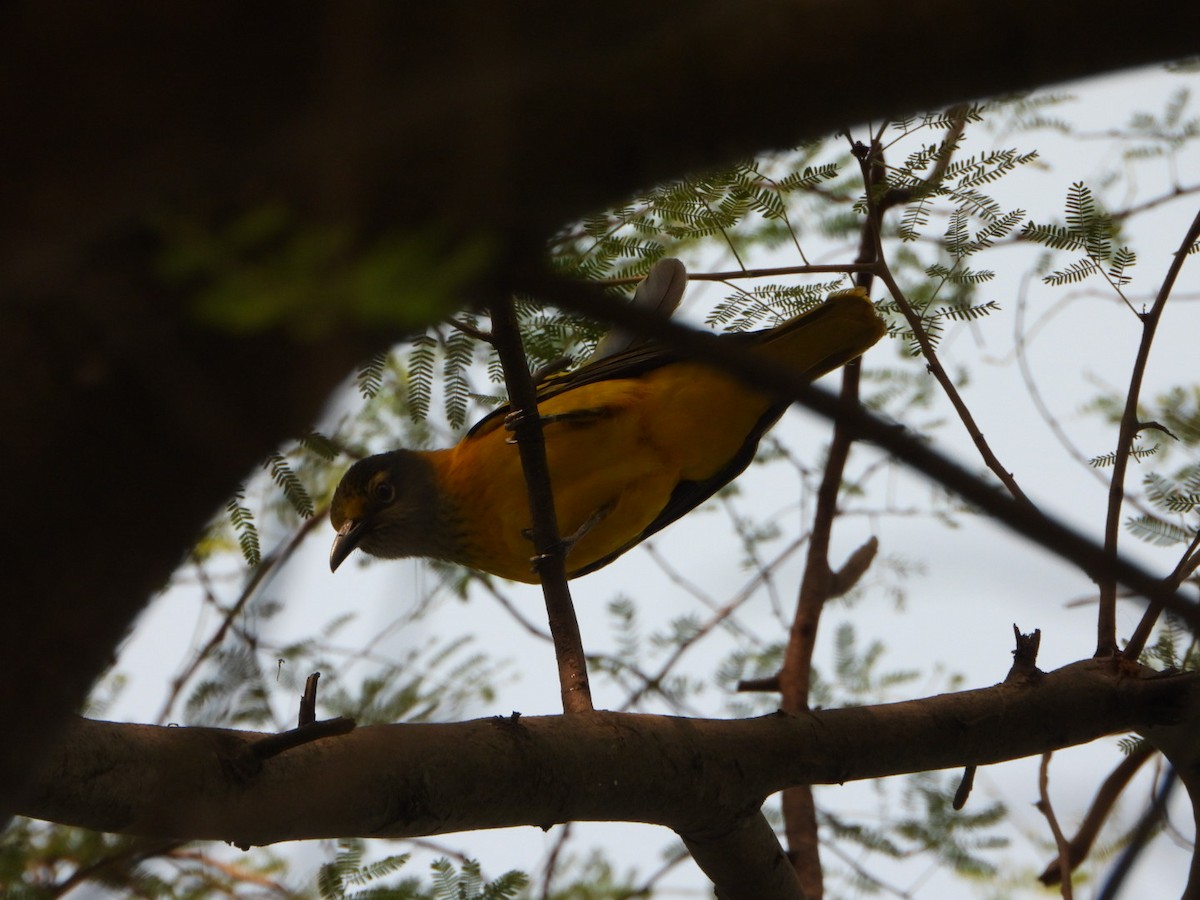 Oropéndola Encapuchada - ML646033031