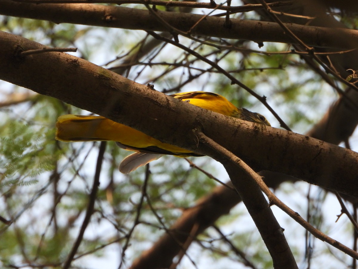 Oropéndola Encapuchada - ML646033032