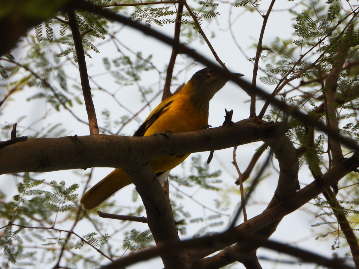 Oropéndola Encapuchada - ML646033033