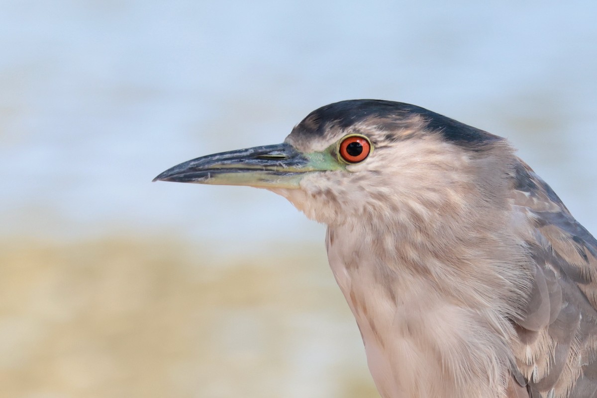 Martinete Común - ML646033034