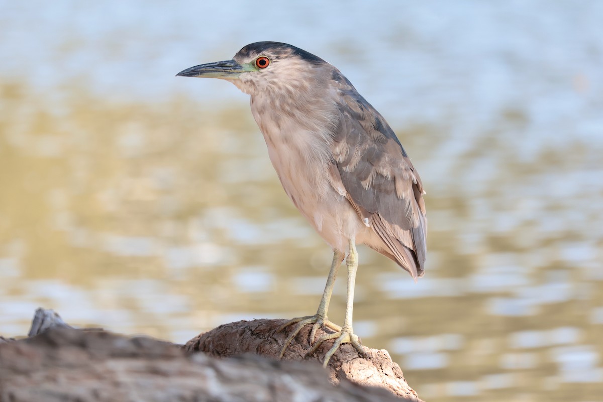 Martinete Común - ML646033035