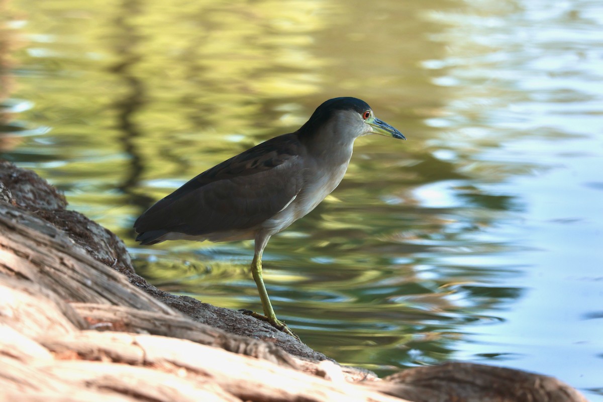 Martinete Común - ML646033036