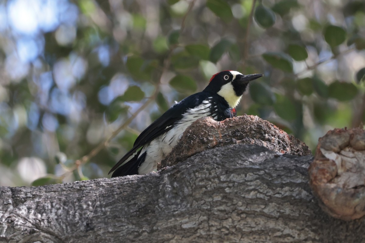 Carpintero Bellotero - ML646033043