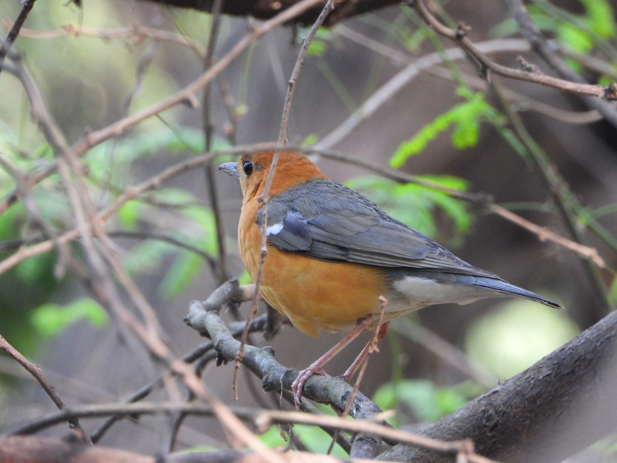 Zorzal Citrino - ML646033048