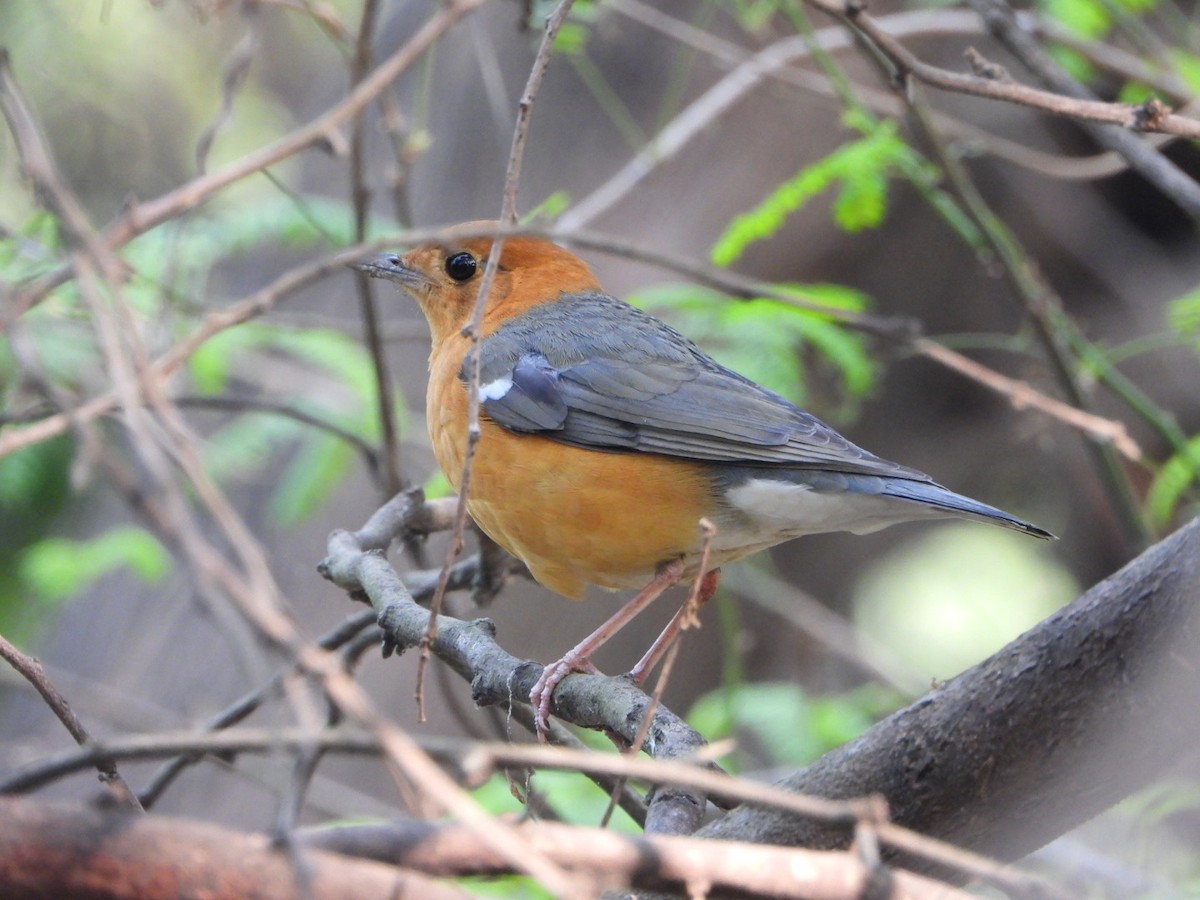 Zorzal Citrino - ML646033049