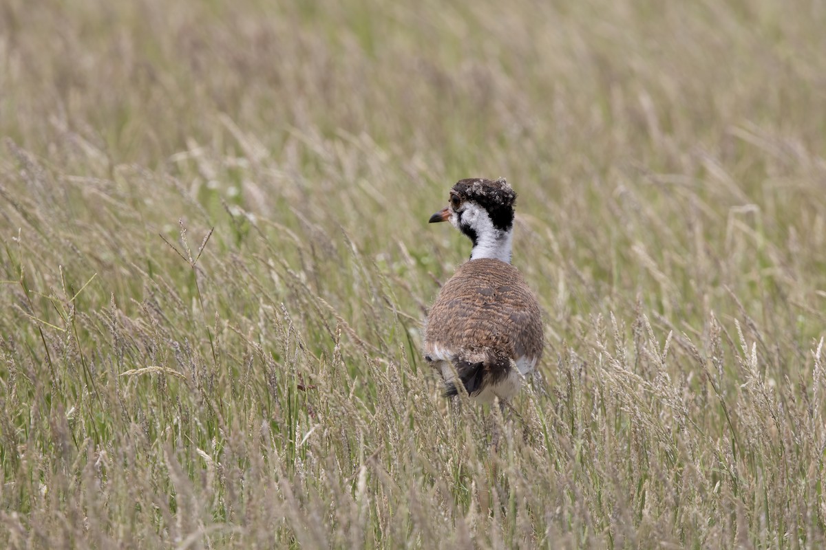 Avefría India - ML646033050