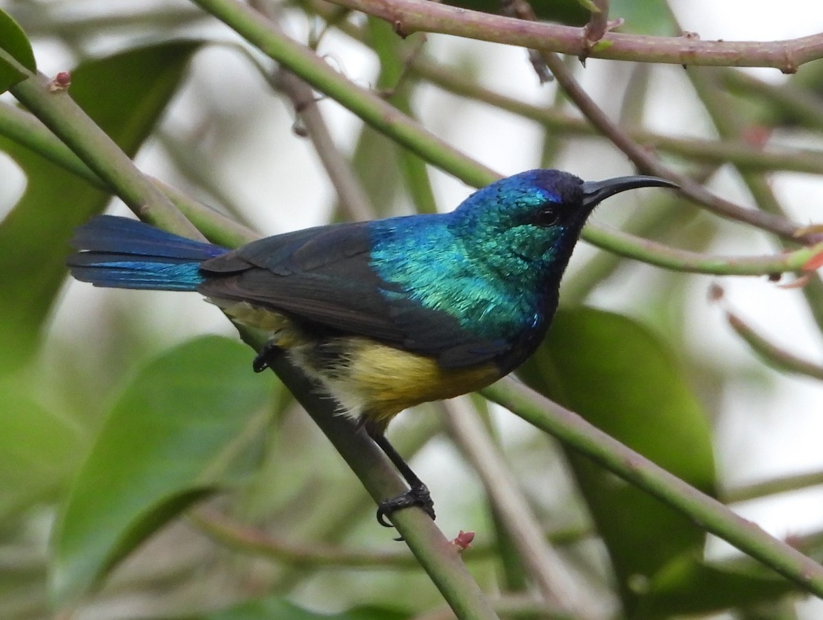 Suimanga Variable - ML646033051