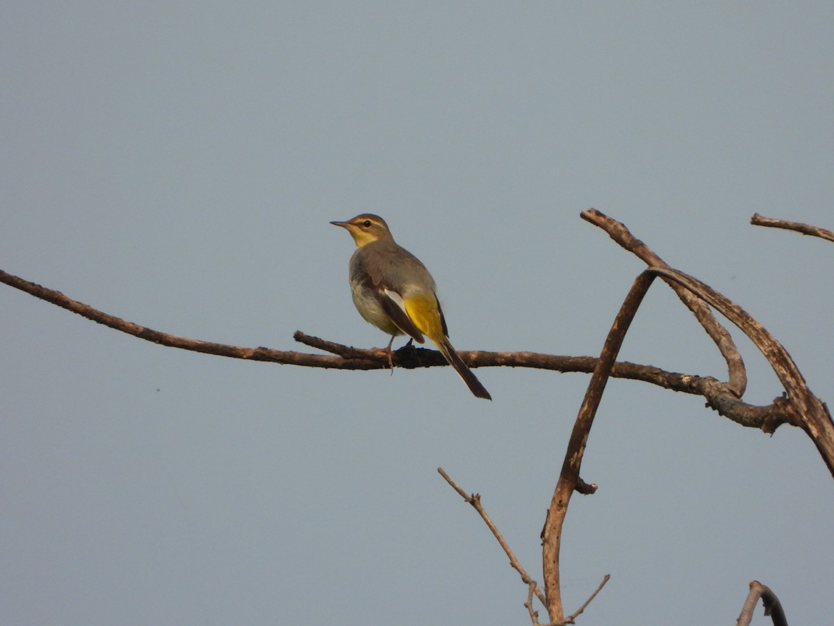 Lavandera Cascadeña - ML646033052