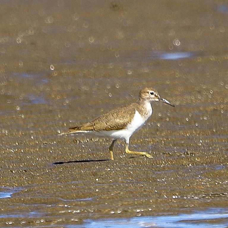 Andarríos Chico - ML646033054