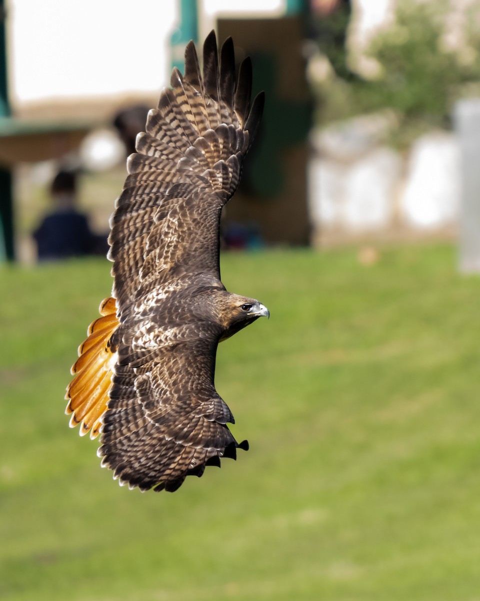 Busardo Colirrojo - ML646033055