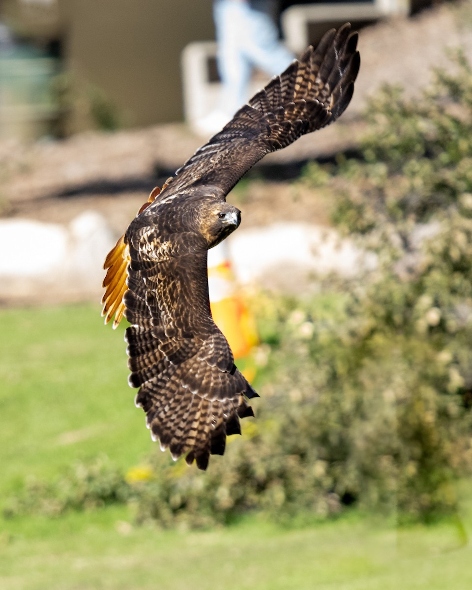 Busardo Colirrojo - ML646033056