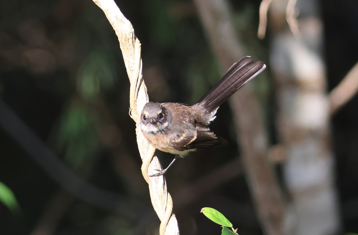 Abanico Gris - ML646033057