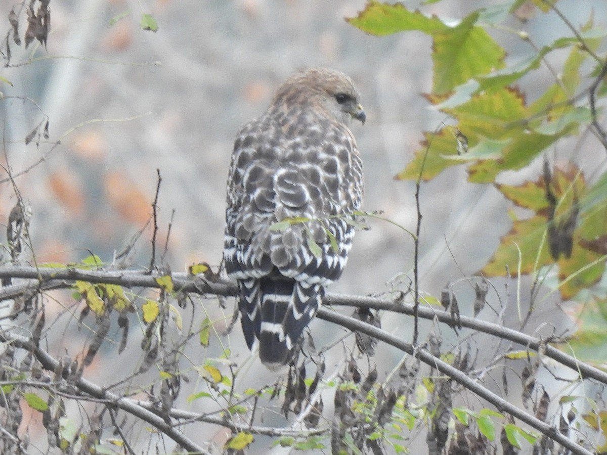 Busardo Pechirrojo - ML646033059