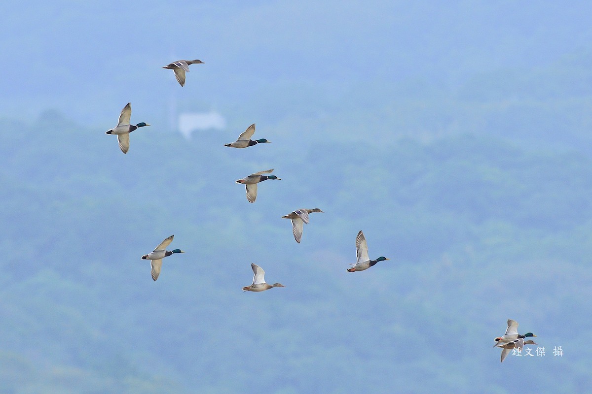 Ánade Azulón - ML646033060