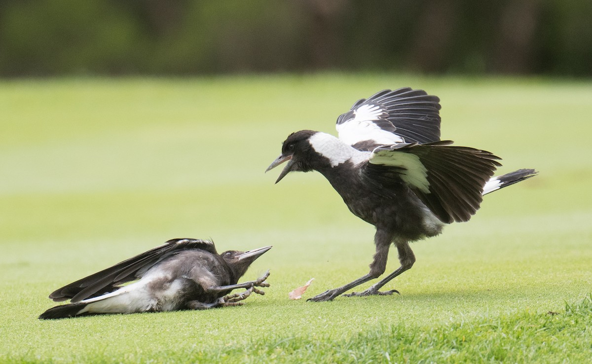 Verdugo Flautista - ML646033061