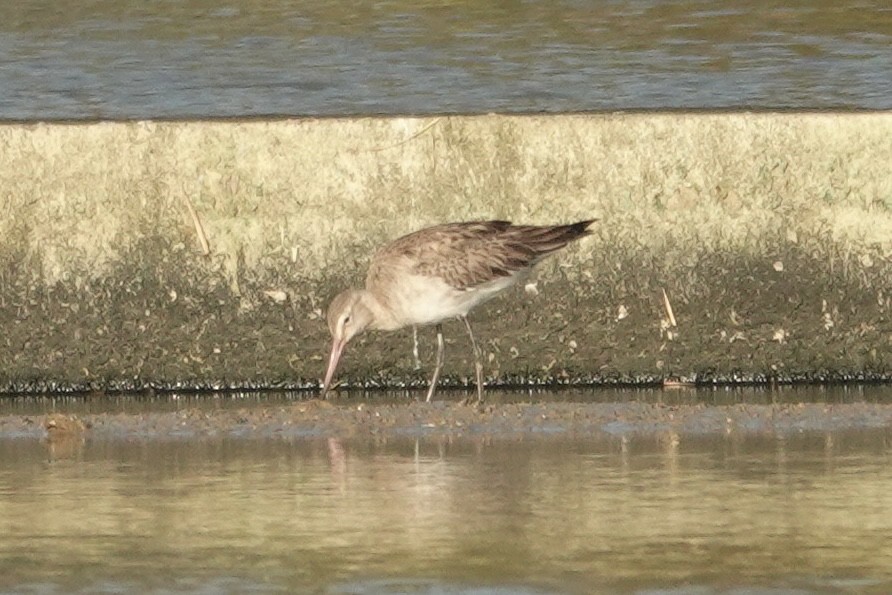 Aguja Colinegra - ML646033062