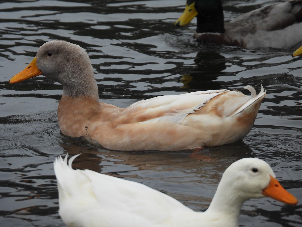 Ánade Azulón (variedad doméstica) - ML646033063