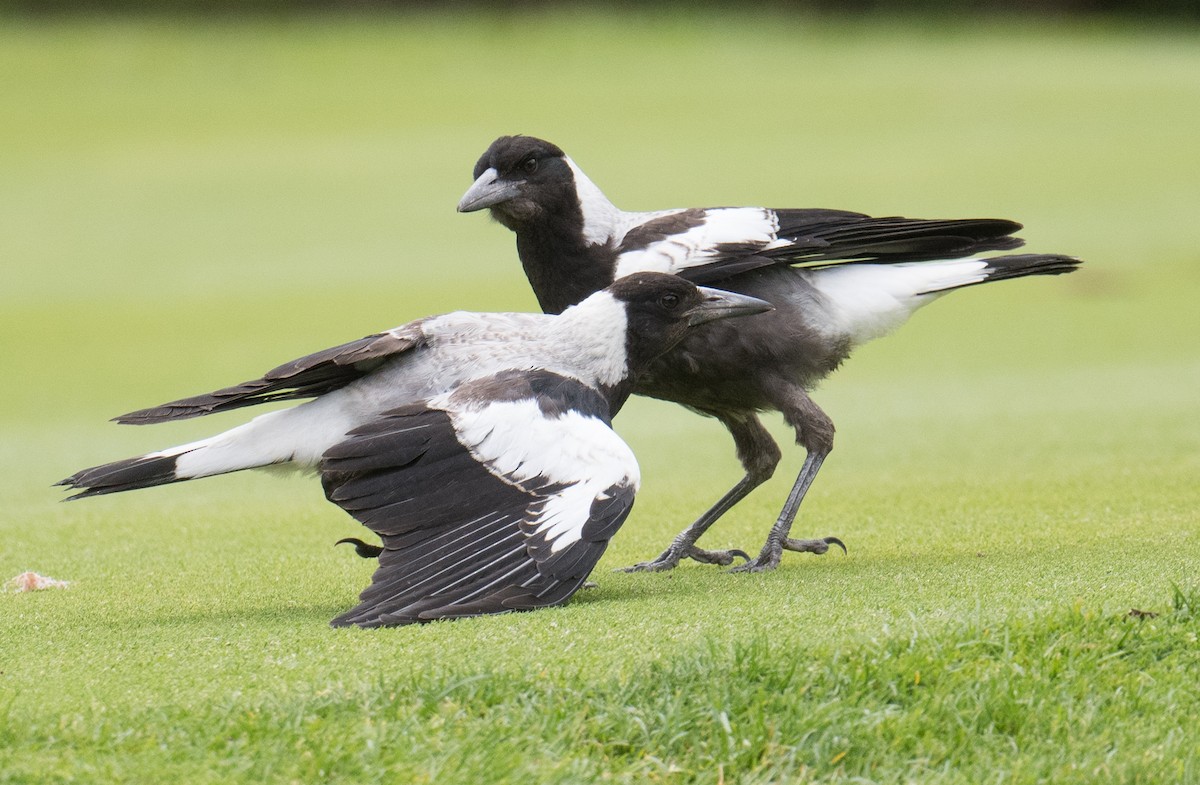 Verdugo Flautista - ML646033064