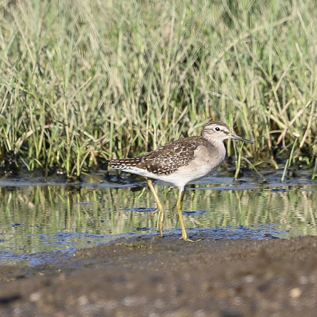 Andarríos Bastardo - ML646033065
