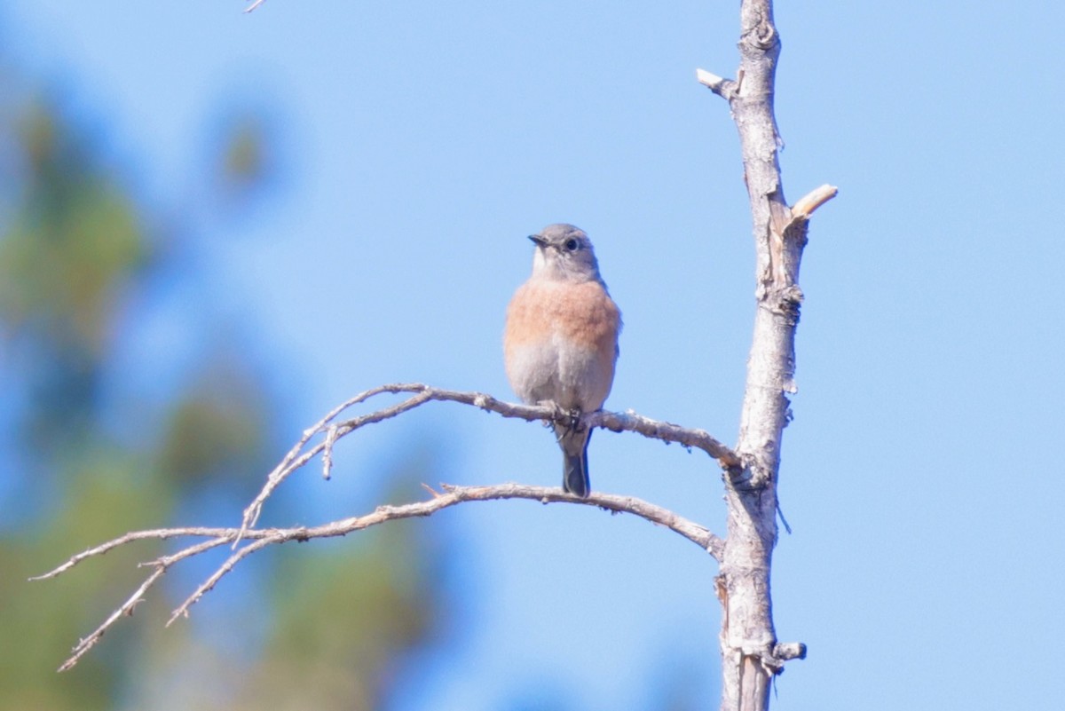 Azulejo Occidental - ML646033067