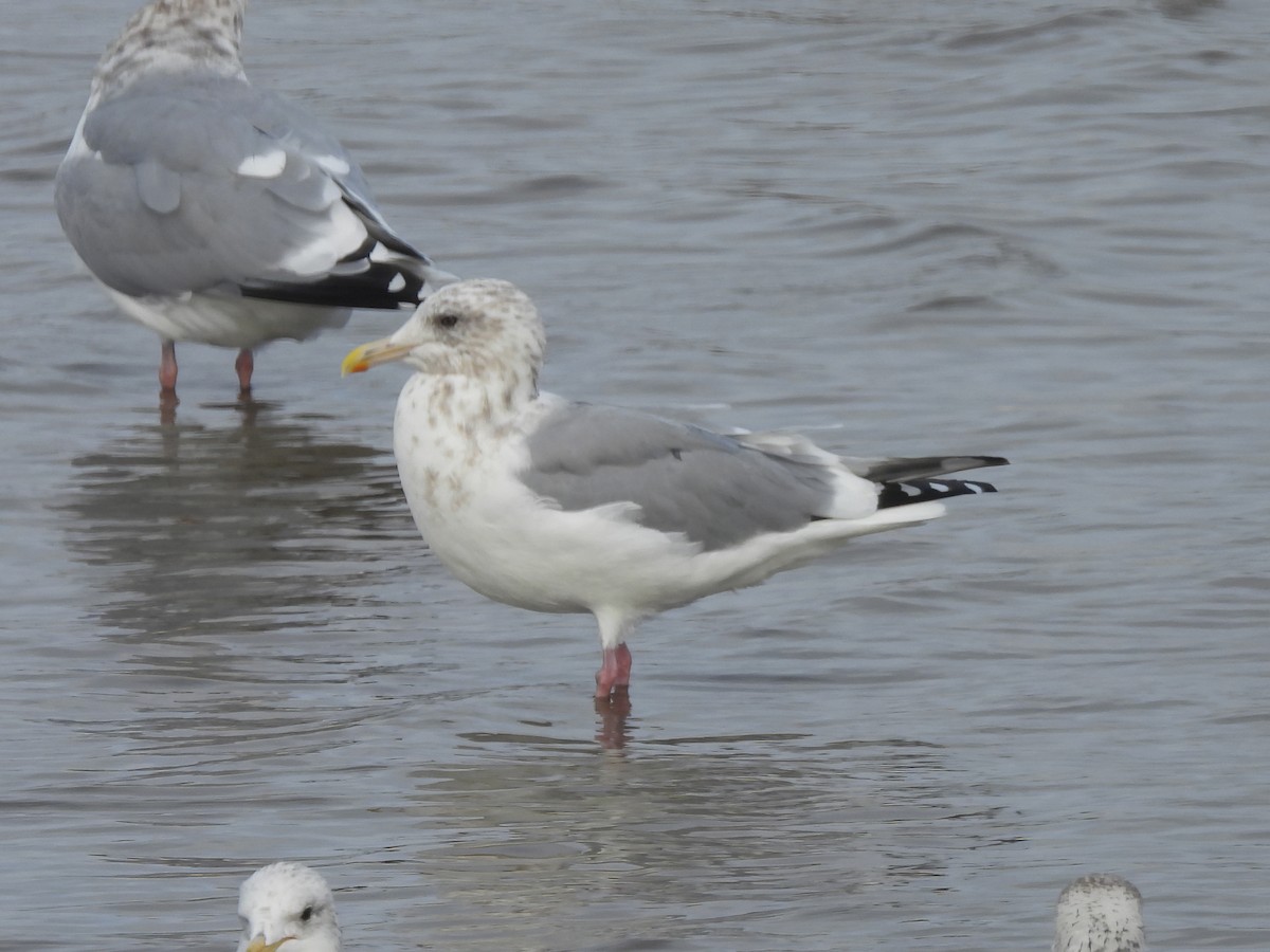 Kaio hegalzuria (thayeri) - ML646033073