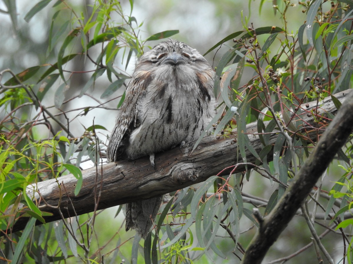 Tawny Frogmouth - ML646033077