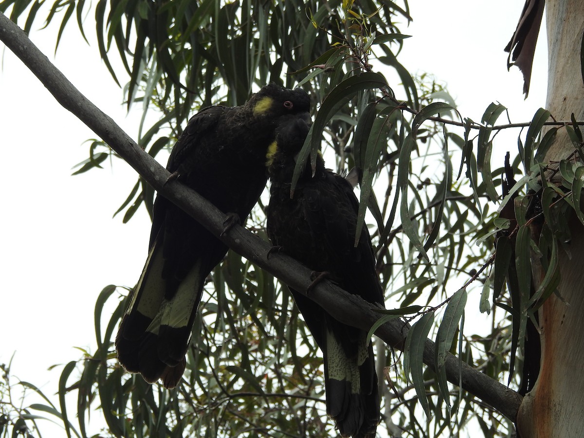 Yellow-tailed Black-Cockatoo - ML646033078