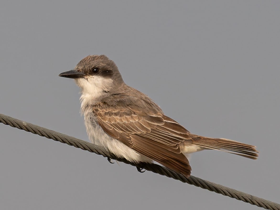 Тиран сірий - ML646033079