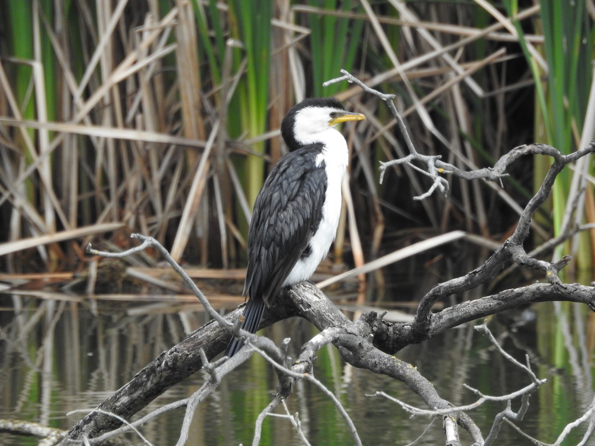 Little Pied Cormorant - ML646033080