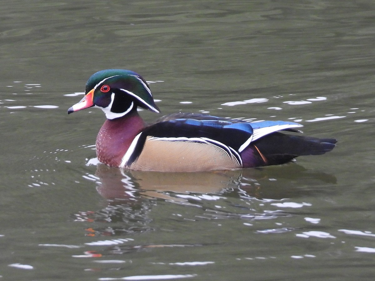 Canard branchu - ML646033082