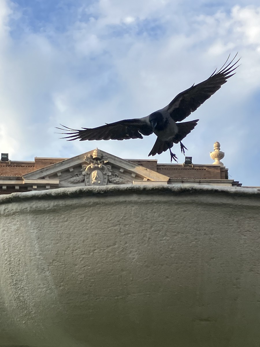 Hooded Crow - ML646033086