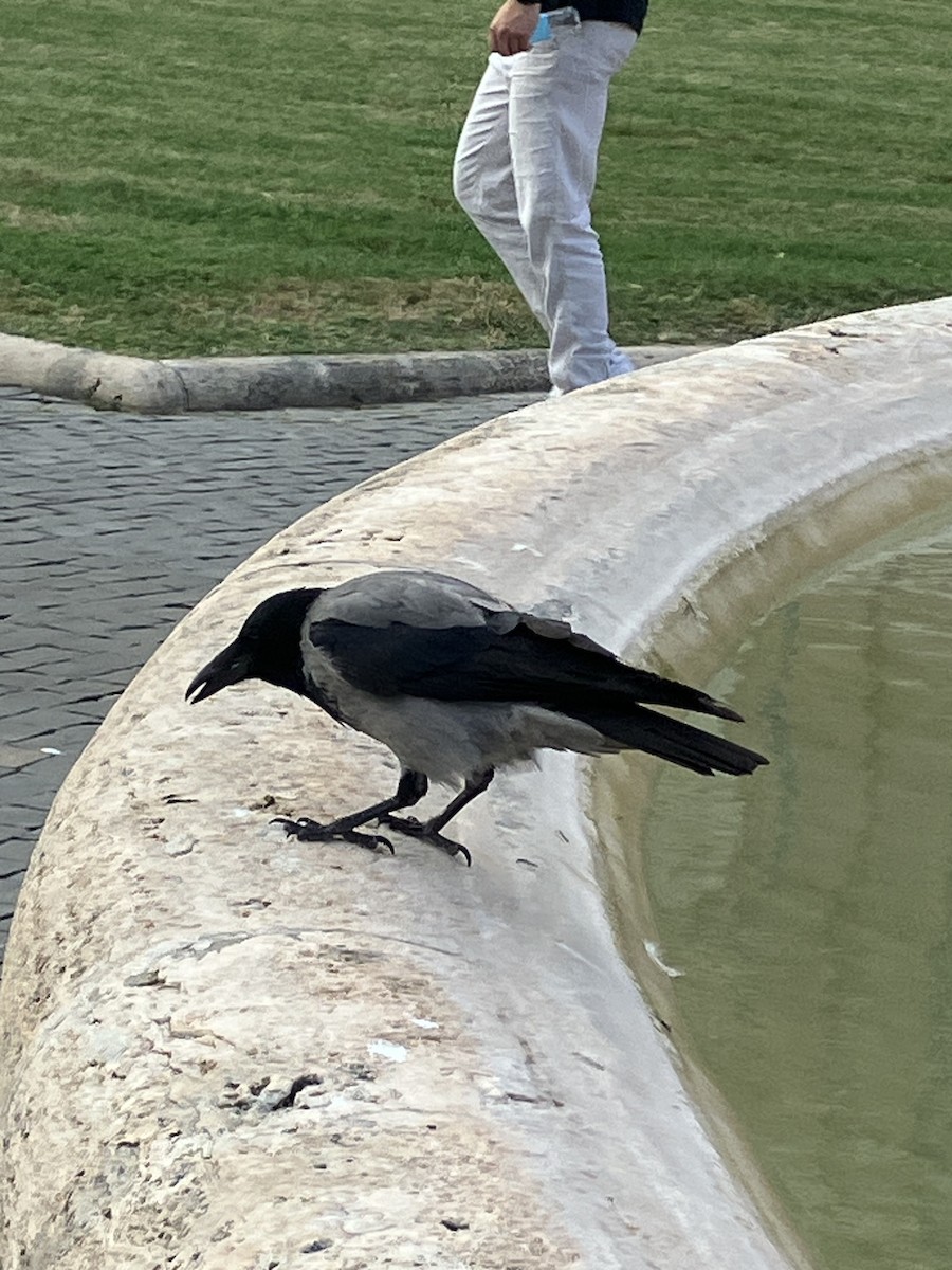 Hooded Crow - ML646033087