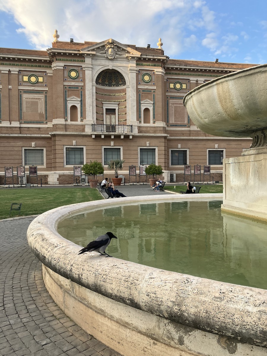 Hooded Crow - ML646033088