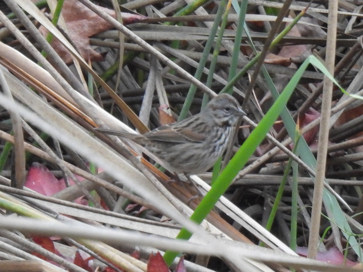 sangspurv - ML646033104