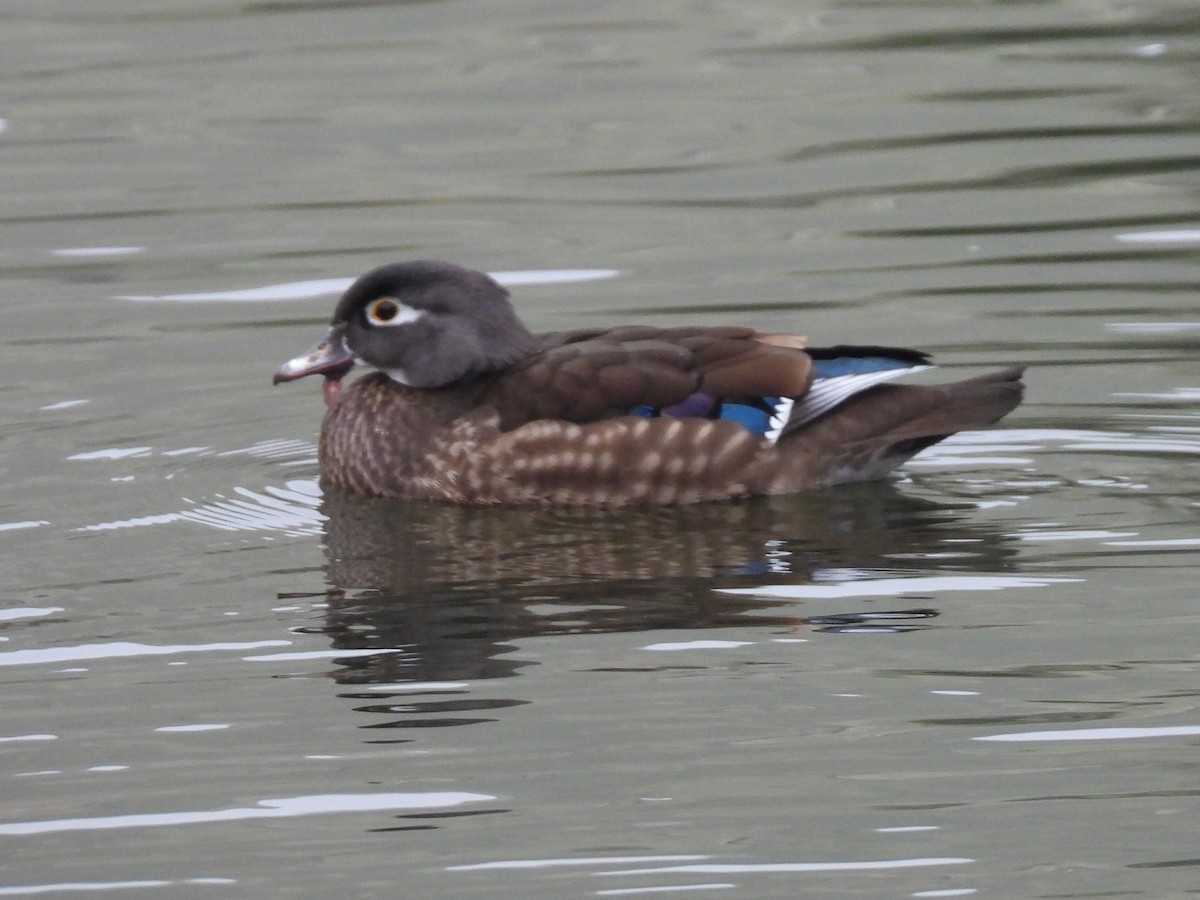 Canard branchu - ML646033105