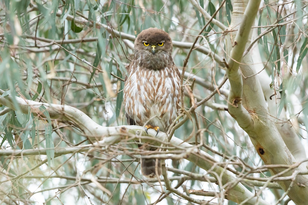 Barking Owl - ML646033118