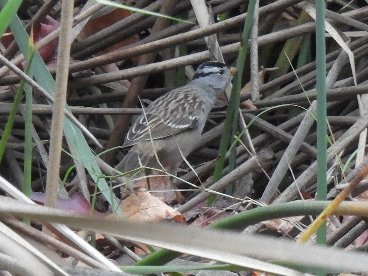 Porsuk Serçesi - ML646033128