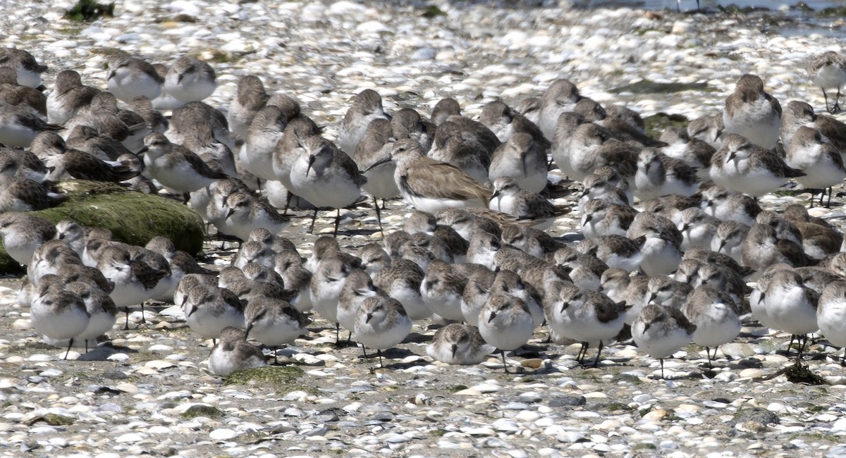 Piovanello comune - ML646033132